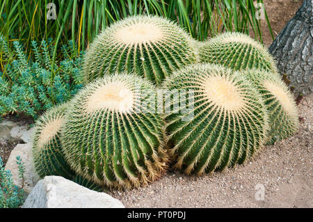 Echinocactus grusonii popularly known as the golden barrel cactus, golden ball or mother-in-law's cushion Stock Photo