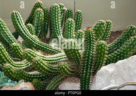 Echinopsis candicans commonly known as the Argentine Giant Stock Photo