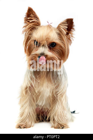 cute yorkshire terrier licking lips and looking at you  in a white photo studio Stock Photo