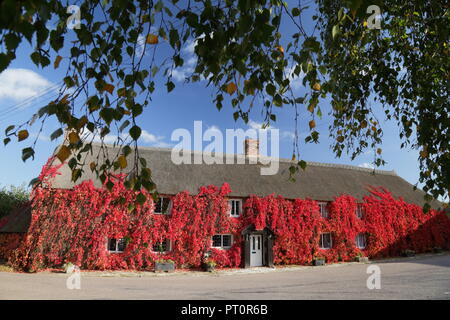 Thatched cottage covered with Boston ivy in autumn Stock Photo
