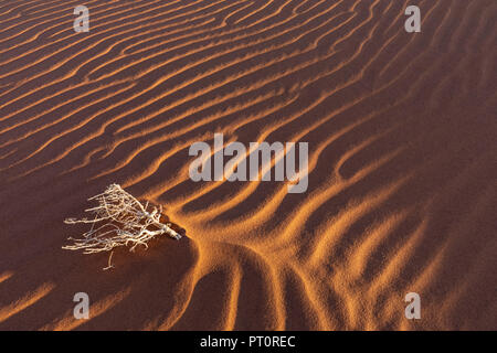 Africa, Namibia, Namib desert, Naukluft National Park, dead bush on sand dune Stock Photo