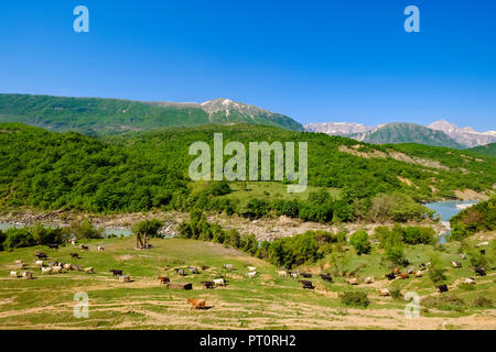 Albania, Nemercka mountains, Gjirokaster, Vjose river, goat herd Stock Photo