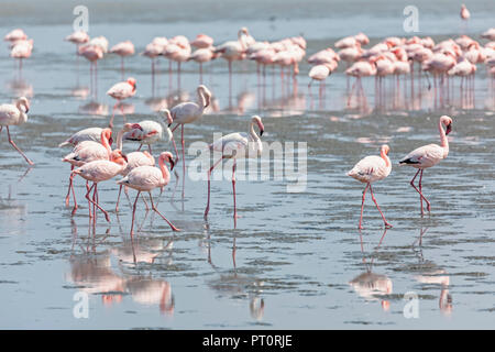Greater flamingo flock in natural habitat. A nature paining created by