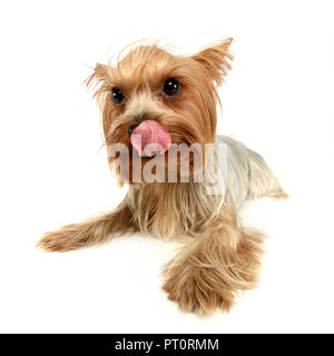cute yorkshire terrier relaxing and licking lips in a  white photo studio Stock Photo