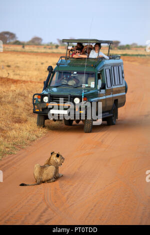 TSAVO EAST NATIONAL PARK, KENYA, AFRICA - FEBRUARY 25th 2018: A lion lying in road and stopping a safari jeep