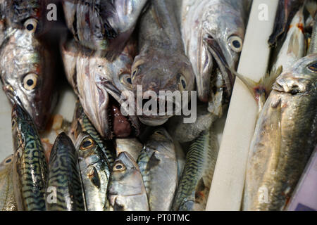 Fresh fish photographed on a fish market in Portugal Stock Photo