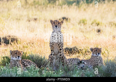 Botswana, Kgalagadi Transfrontier Park, Cheetahs, Acinonyx Jubatus Stock Photo