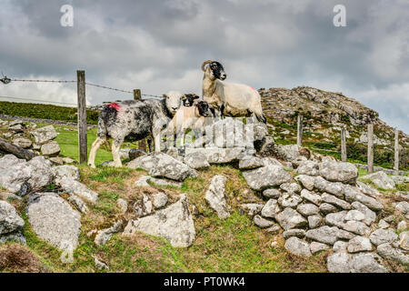 A wary family of 3 Rough Fell Sheep and a Herdwick ewe grazing on farm land just below Sharp Tor on Bodmin Moor in Cornwall, lovely day early autumn. Stock Photo