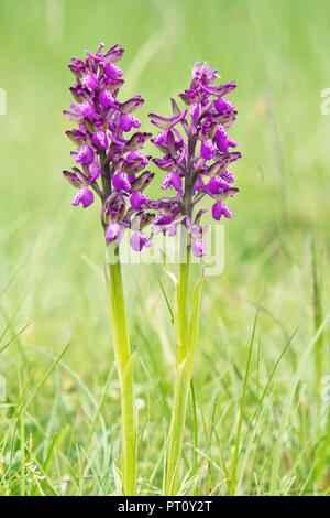 specimens of green-winged orchid, anacamptis morio Stock Photo