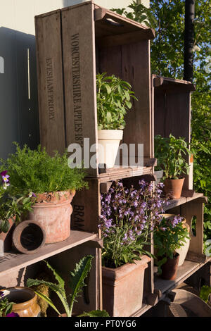 Various old terracotta and glazed pots planted with herbs, sage, mint, viola, basil, chamomile, displayed in old wooden apple crates, The Perfumer's G Stock Photo