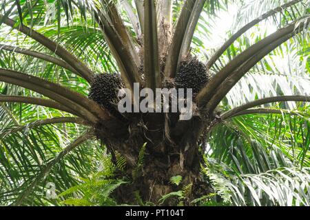 Palm Oil plantation in Pahang province, Malaysia Stock Photo: 68552609 ...