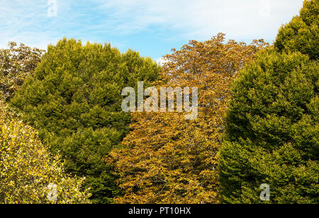 Different types of tree changing colour in Autumn Stock Photo - Alamy