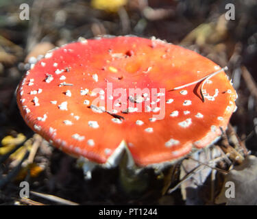 Fly Agaric, poisonous mushroom, autumn, Suffolk, England, Amanita muscaria, fungi, Stock Photo