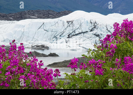 A composite hyperfocal image (two images combined to ensure sharp focus close and far) of wild sweet pea flowers blooming bright pink in front of the  Stock Photo