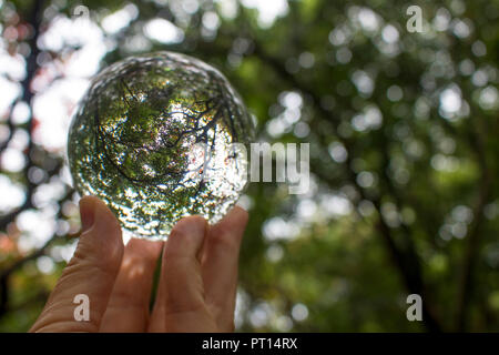 Fall tree branches and leaves in green and bronze colors captured in reflection in glass ball held in fingertips from low angle view Stock Photo