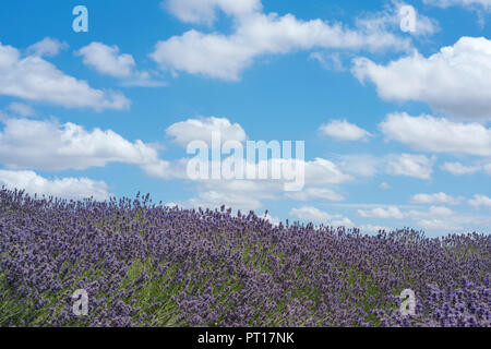 Lavender fields at Snowshill in the Cotswolds, Worcestershire, UK on a hot summerâ€™s day Stock Photo