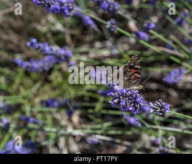 Red Admiral butterfly, (Vanessa atalanta, Pyrameis atalanta) feeding on lavender flowers in the Cotswolds, UK Stock Photo