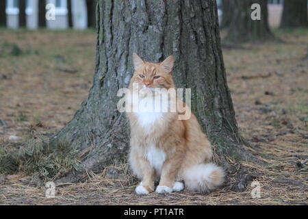 beautiful fluffy bright orange cat sit under pine tree little rest  in autumn warm day Stock Photo