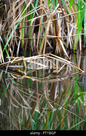 Rainham Marshes Essex UK - Reed beds Stock Photo