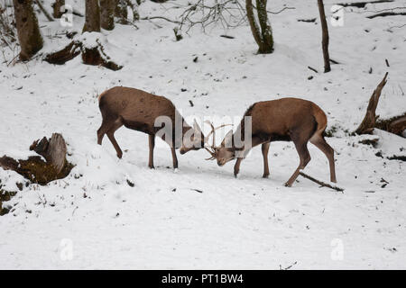 Red stags fighting Stock Photo