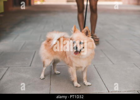 Portrait of a pomeranian with woman legs in the background Stock Photo