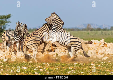 Africa, Namibia, Etosha National Park, burchell's zebras, Equus quagga burchelli, fighting Stock Photo