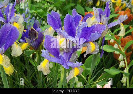 Iris x hollandica 'Gypsy Beauty' Stock Photo