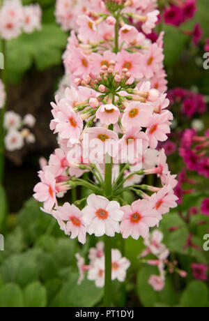 Primula japonica 'Apple Blossom' Stock Photo