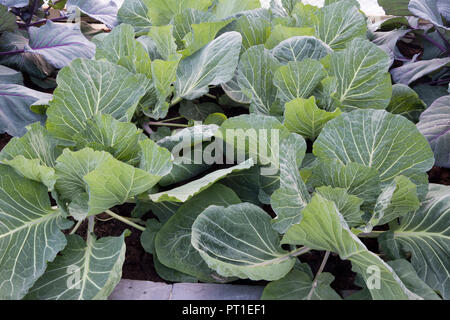 Organic Young white cabbage plants growing in summer Stock Photo