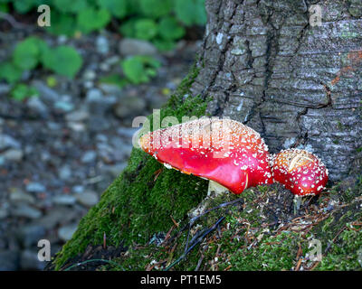 Amanita muscaria aka fly agaric is a red spotted poisonous mushroom, fungus.