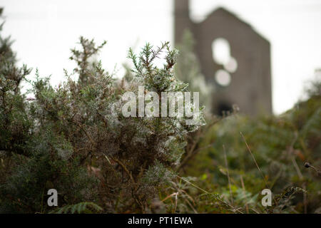 Branches of prickly gorse covered in many spiders' webs holding the droplets of recent rain against a dull sky and soft focus Cornish Tin Mine. Stock Photo