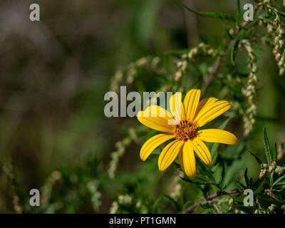 Yellow flower of Jerusalem artichoke plant aka sunroot, sunchoke, or earth apple. In habitat with copyspace. Stock Photo