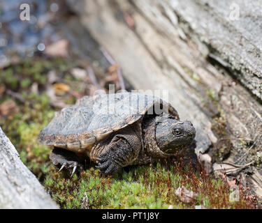 Snapping turtle baby close-up profile view on moss displaying turtle shell, head, eyes, nose, paws, with a bokeh background in its growing phase. Stock Photo