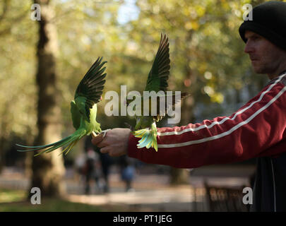 A man feeding parakeets in St James's Park in London on an autumn afternoon. Stock Photo