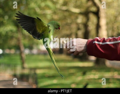 A man feeding parakeets in St James's Park in London on an autumn afternoon. Stock Photo