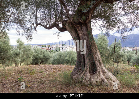 Greece, Peloponnese, Laconia, Sparta, olive tree, city in the background Stock Photo