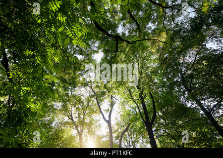 Trees at backlight seen from below Stock Photo