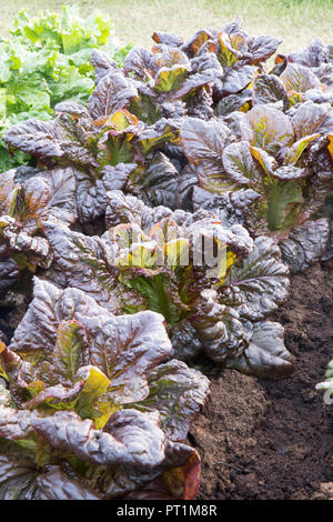 organic lettuces - lettuce crop growing in rows on an allotment, Lactuca sativa - Lettuce Nymans - heritage variety - summer - UK England Stock Photo