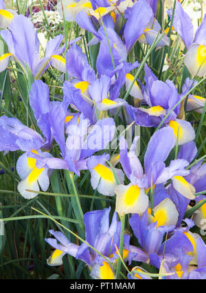 Iris x hollandica Gypsy beauty - Dutch Iris - growing in a garden border in Spring - England GB UK Stock Photo