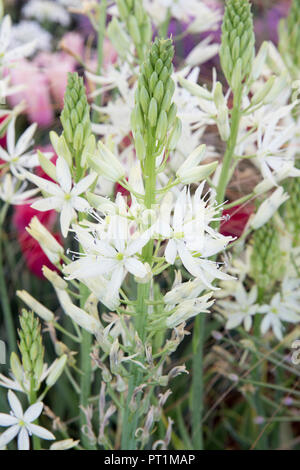 close up view of a white Camassia leichtlinii Alba flowering flower flowers Indian Hyacinth head UK Stock Photo
