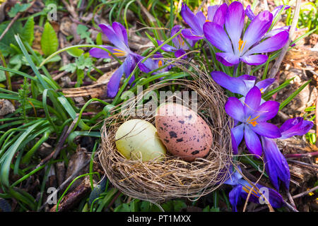 Easter eggs in easter nest in front of crocuses Stock Photo