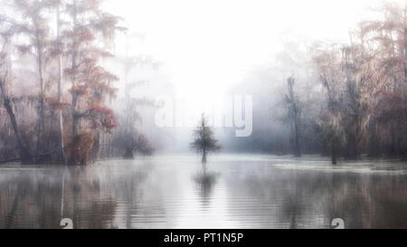 lonely Taxodium distichum in the mist, Bald Cypress, Lake Martin, Atchafalaya Basin, Breaux Bridge, Louisiana, United States Stock Photo