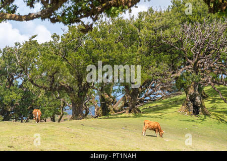 Cows grazing under Laurel trees in the Laurisilva Forest, UNESCO World Heritage Site, Fanal, Porto Moniz municipality, Madeira region, Portugal, Stock Photo
