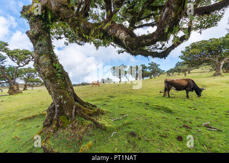 Laurel trees and two cows in the Laurisilva Forest, UNESCO World Heritage Site, Fanal, Porto Moniz municipality, Madeira region, Portugal, Stock Photo