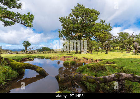 Laurel trees and pool in the UNESCO Site Laurisilva Forest, Fanal, Porto Moniz municipality, Madeira region, Portugal, Stock Photo