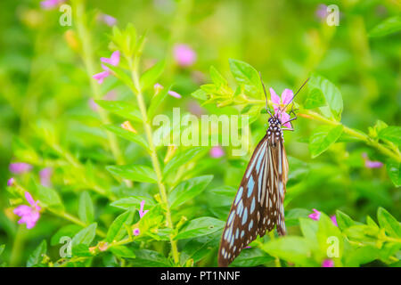 The dark glassy blue tiger butterfly is perched on purple Mexican heather flowers. Selective focus Stock Photo