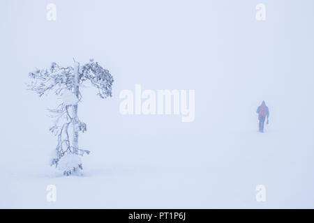 Hiker walks around lone tree in the snow, Pallas-Yllastunturi National Park, Muonio, Lapland, Finland Stock Photo