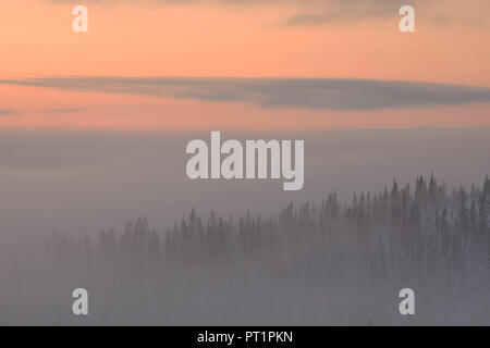Trees at Pallas in the fog - Yllästunturi national park, Muonio, Lapland, Finland, Europe Stock Photo