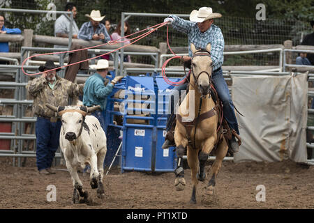 Colorado, USA. 22nd Aug, 2018. Cowboys practice team roping at the Snowmass Rodeo on August 22, 2018 in Snowmass, Colorado. Credit: Alex Edelman/ZUMA Wire/Alamy Live News Stock Photo