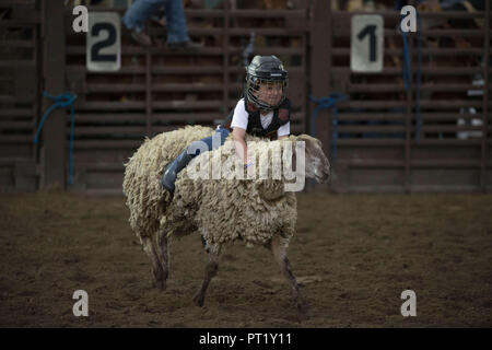 Colorado, USA. 22nd Aug, 2018. Children participate in mutton bustin' at the Snowmass Rodeo on August 22, 2018 in Snowmass, Colorado. Credit: Alex Edelman/ZUMA Wire/Alamy Live News Stock Photo